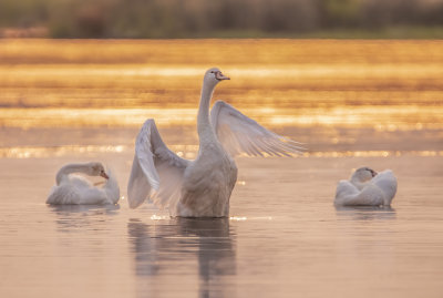 Moring Swans