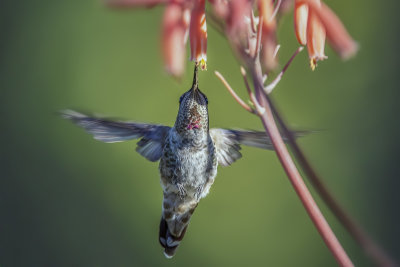 Hummer