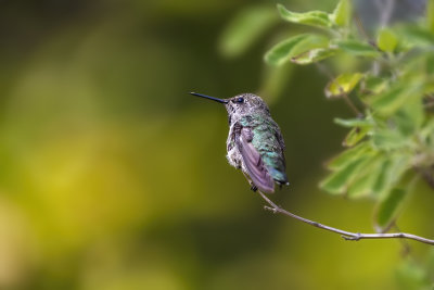 Calliope Hummingbird