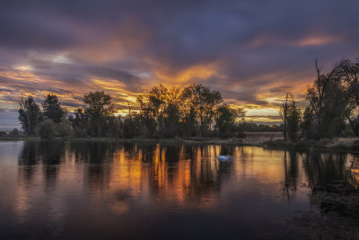 Swan Lake Sunrise