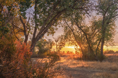 Autumn Light