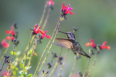 Hummer & Flowers