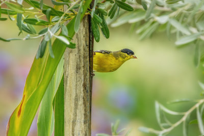 Goldfinch