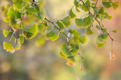 Ginkgo Leaves in Autumn