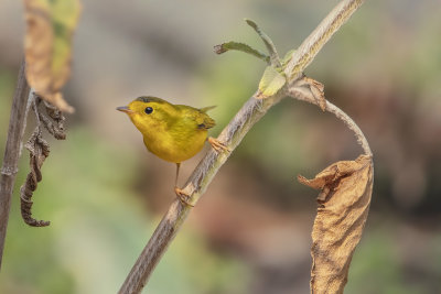 Wilson's Warbler