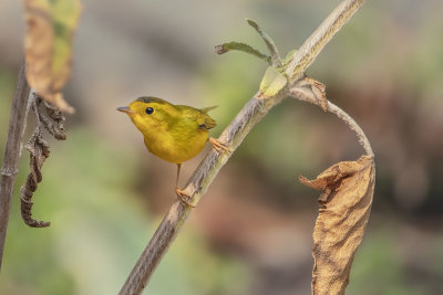 Wilson's Warbler