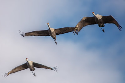 Sandhill Cranes