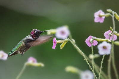 Hummer & Flowers