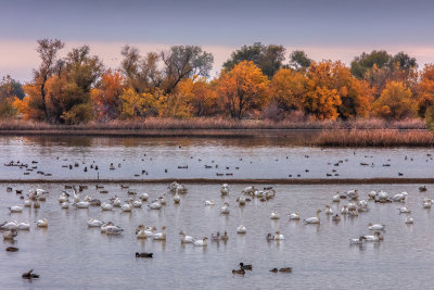 Snow Geese