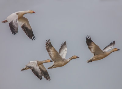 Snow Geese