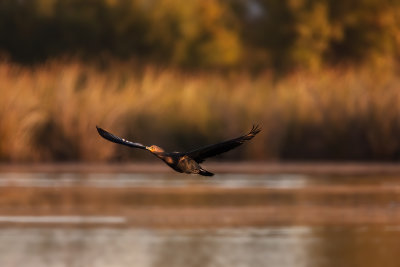 Cormorant