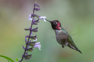 Hummer