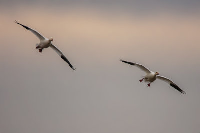 Snow Geese