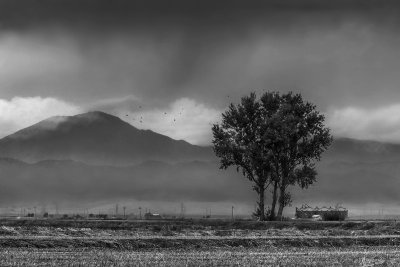 Rural Scene