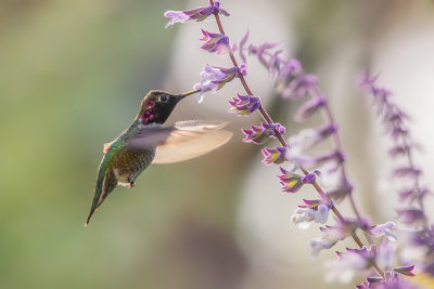 Hummer & Flowers