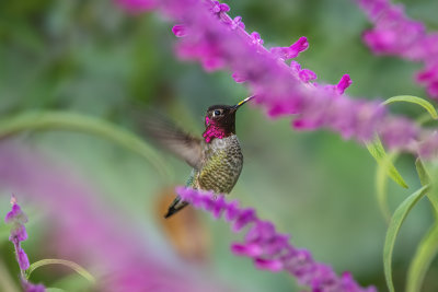 Hummer & Flowers