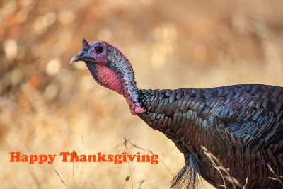 Happy Thanksgiving