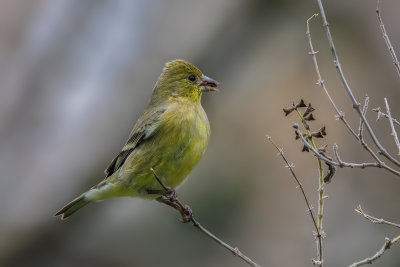 Goldfinch