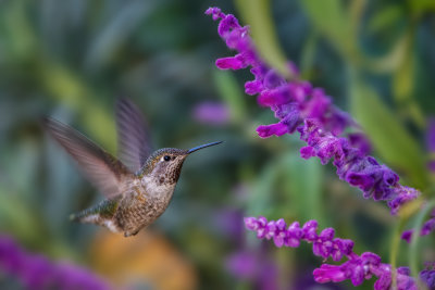 Hummer & Flowers