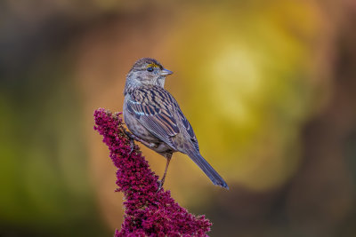 Golden-crowned Sparrow