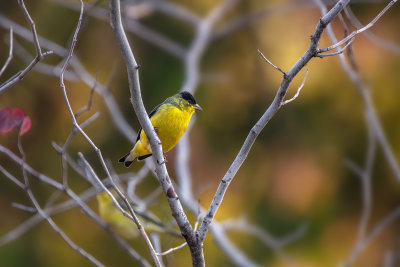 Lesser Goldfinch