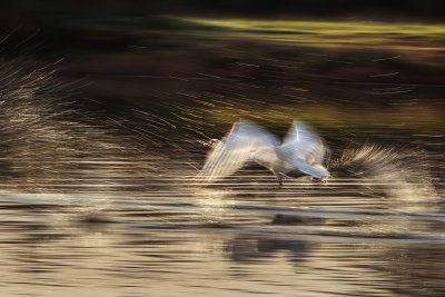 Swan Taking off