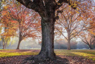 Autumn Tree