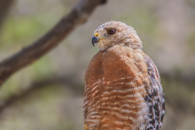 Red-shouldered Hawk