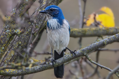 Scrub Jay
