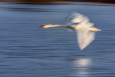 Swan Missile