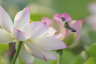 Hummer & Waterlily