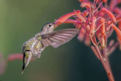 Hummer & Flowers