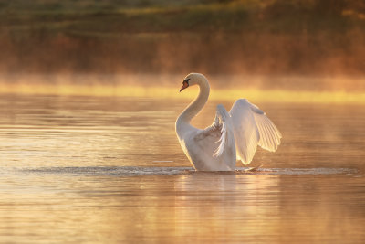 Swan