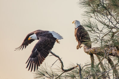 Two Bald Eagles