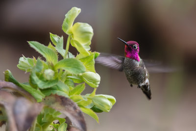 Hummer & Flowers