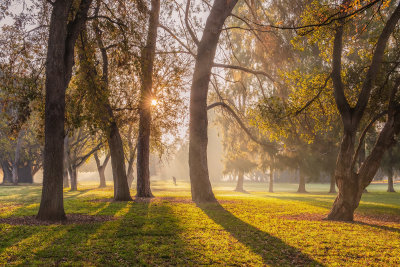 Morning Fog