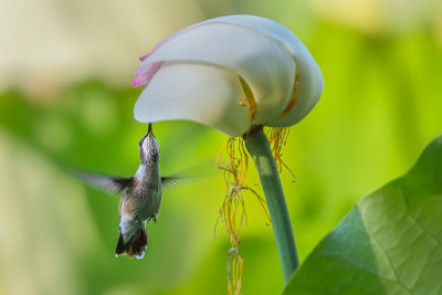 Hummer & Waterlily
