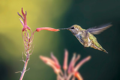 Hummer & Flowers