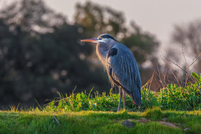 Blue Heron
