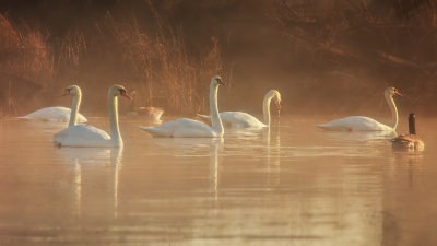 Morning Light