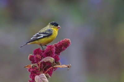 Goldfinch