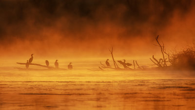 Cormorants in Morning Light