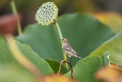Yellow-rumped Warbler