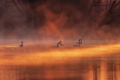 Morning Fog