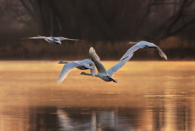 Fly Away