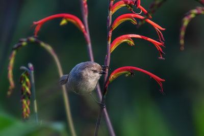 Bushtit