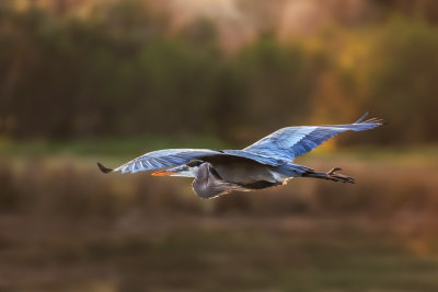 Blue Heron in Morning Light