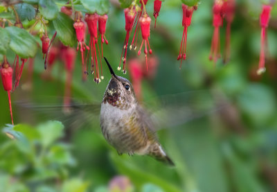 Hummer & Flowers