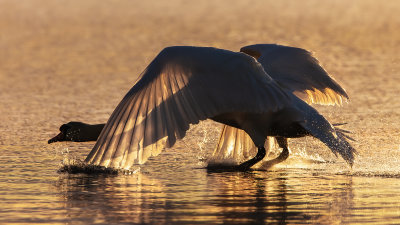 Swan Taking off