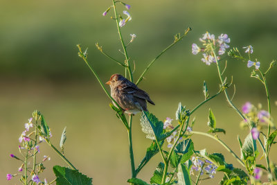 Morning Sparrow